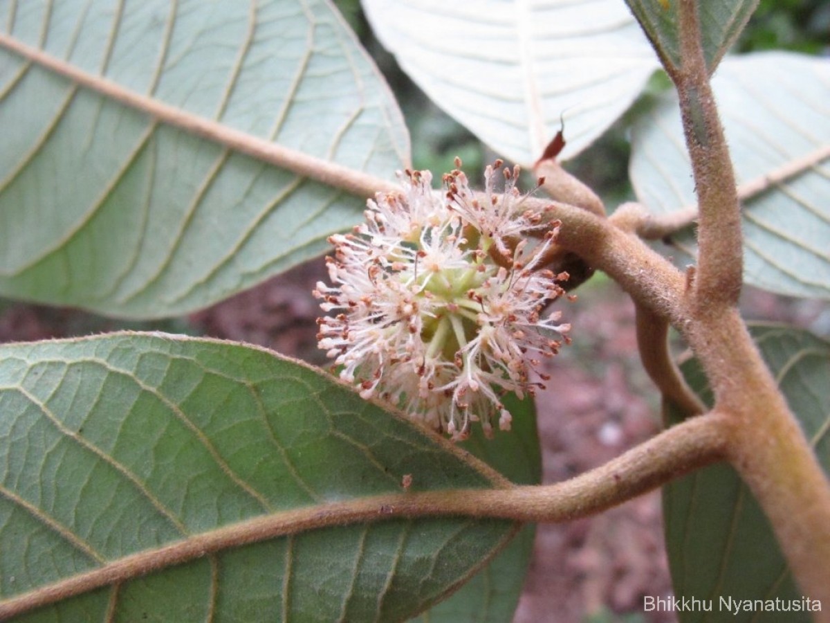 Litsea quinqueflora (Dennst.) C.R.Suresh